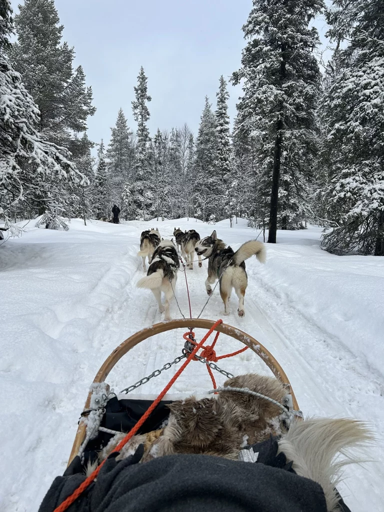 Lapland Husky rides