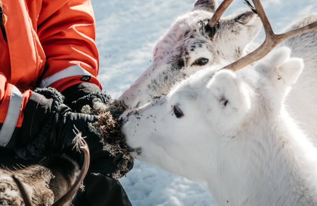 Family Day at reindeer Farm Lapland with Lappiland