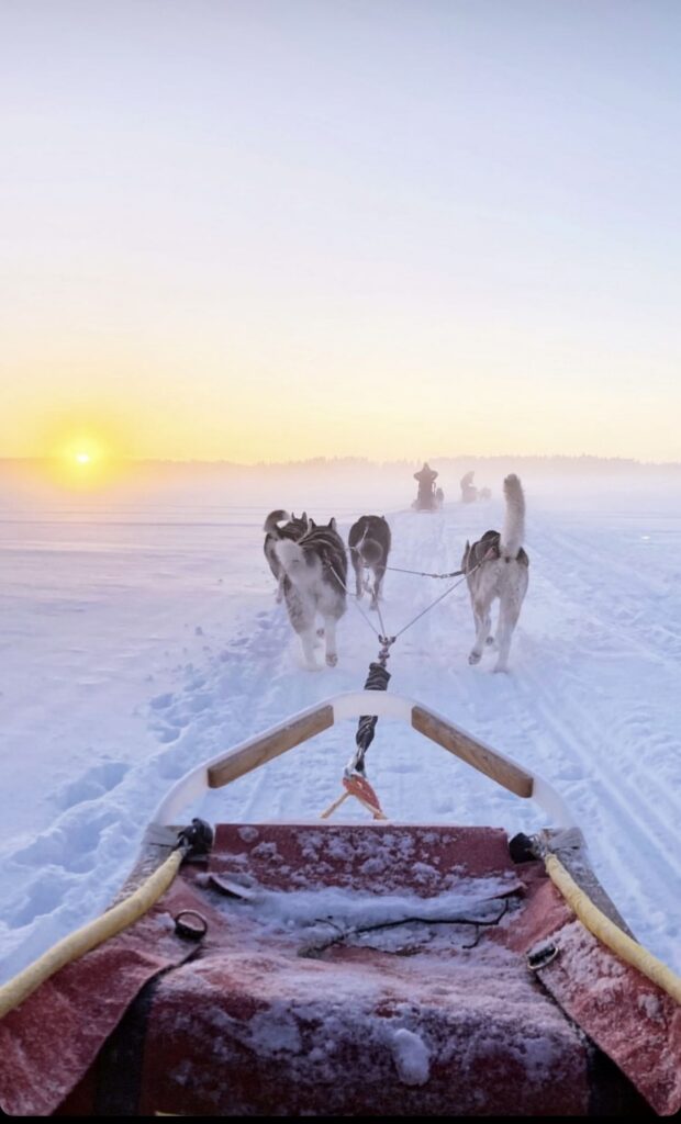 The great musher 10km trail Husky experience