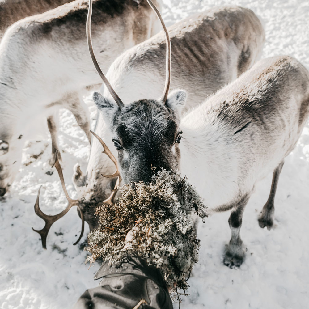 Reindeer Farm After the Ride