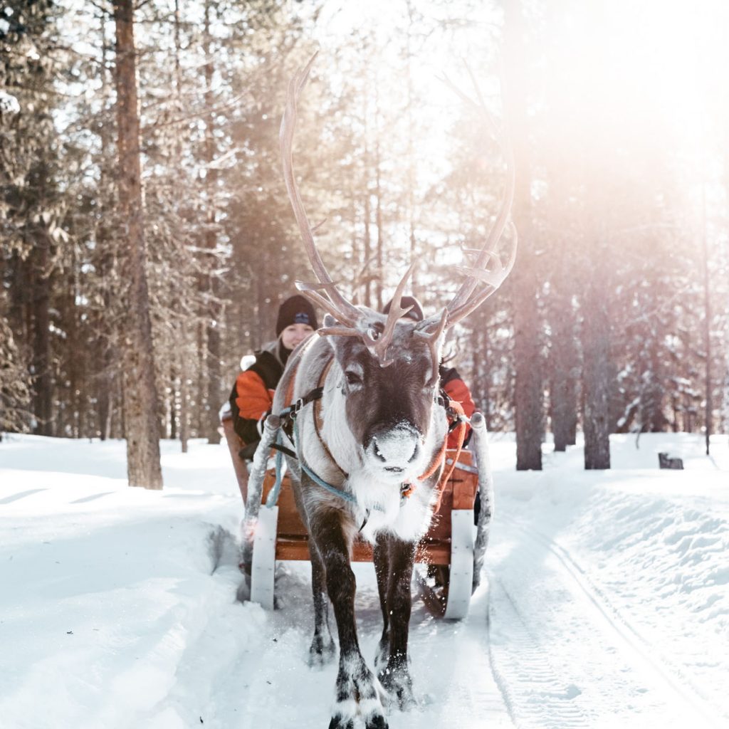 Reindeer Safari Lapland with LAPPILAND